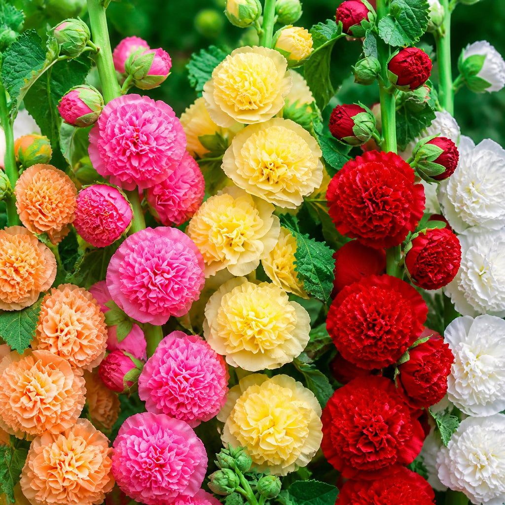 🌺Mixed Double-Flowered Hollyhock Seeds (Perennial)✨🌱Perennial Garden Flower