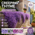 🌸 Creeping Thyme – colorful ground cover seeds